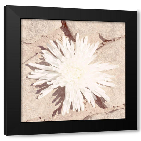Stone Blossom III Black Modern Wood Framed Art Print with Double Matting by Johnson, Jason