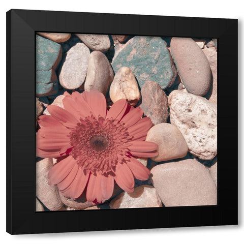 Stone Crop I Black Modern Wood Framed Art Print with Double Matting by Johnson, Jason