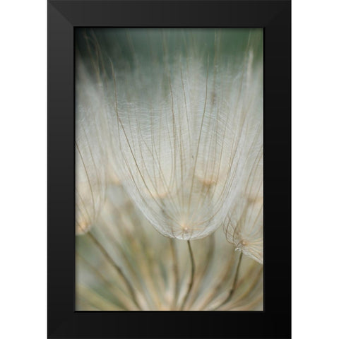 Macro Dandilion III Black Modern Wood Framed Art Print by Stramel, Renee W.