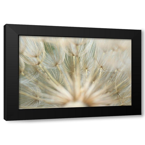 Macro Dandilion IV Black Modern Wood Framed Art Print with Double Matting by Stramel, Renee W.
