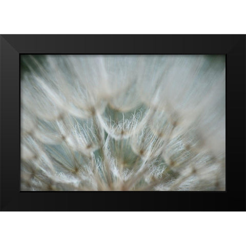 Macro Dandilion V Black Modern Wood Framed Art Print by Stramel, Renee W.
