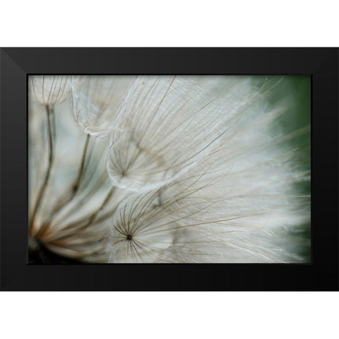 Macro Dandilion VI Black Modern Wood Framed Art Print by Stramel, Renee W.