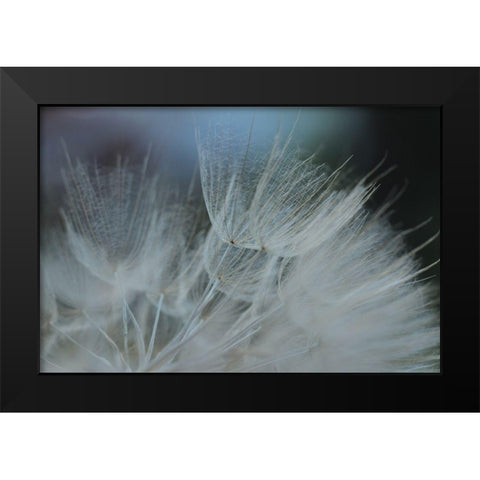 Macro Dandilion VII Black Modern Wood Framed Art Print by Stramel, Renee W.
