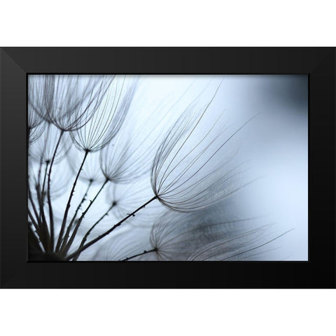 Macro Dandilion XI Black Modern Wood Framed Art Print by Stramel, Renee W.