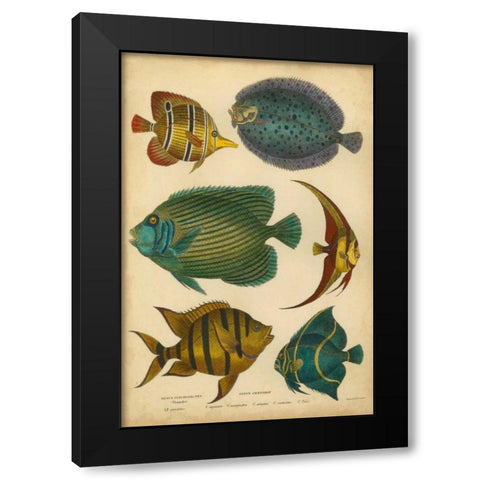 Goldsmiths Spinous Fishes Black Modern Wood Framed Art Print with Double Matting by Goldsmith