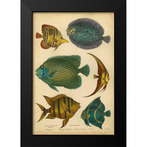 Goldsmiths Spinous Fishes Black Modern Wood Framed Art Print by Goldsmith