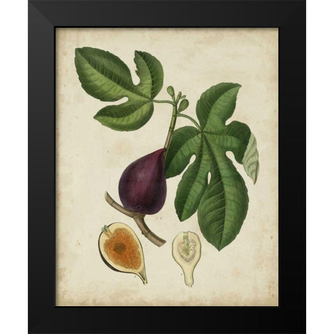 Non-Embellished Antique Fig Tree Black Modern Wood Framed Art Print by Weddell