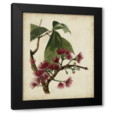 Non-Embellished Antique Fringe Tree Black Modern Wood Framed Art Print by Weddell