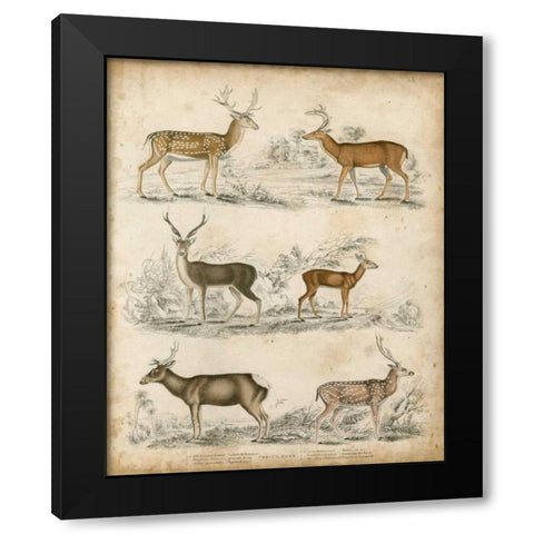Non-Embellished Species of Deer Black Modern Wood Framed Art Print with Double Matting by Unknown