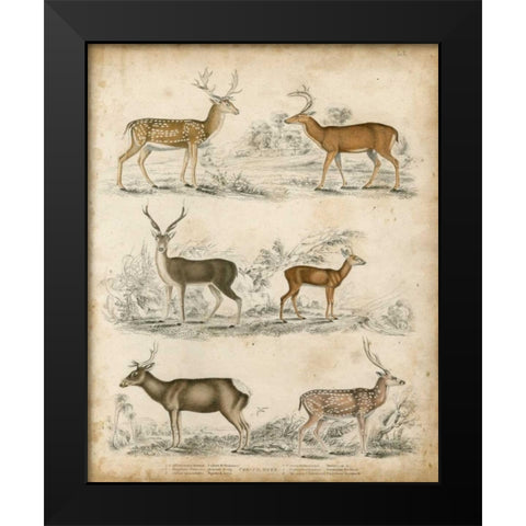 Non-Embellished Species of Deer Black Modern Wood Framed Art Print by Unknown