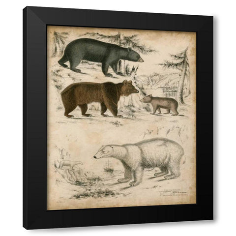 Non-Embellished Species of Bear Black Modern Wood Framed Art Print by Unknown