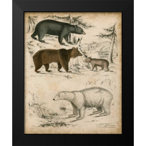 Non-Embellished Species of Bear Black Modern Wood Framed Art Print by Unknown