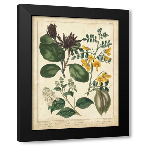 Non-Embellish Enchanted Garden I Black Modern Wood Framed Art Print by Edwards, Sydenham