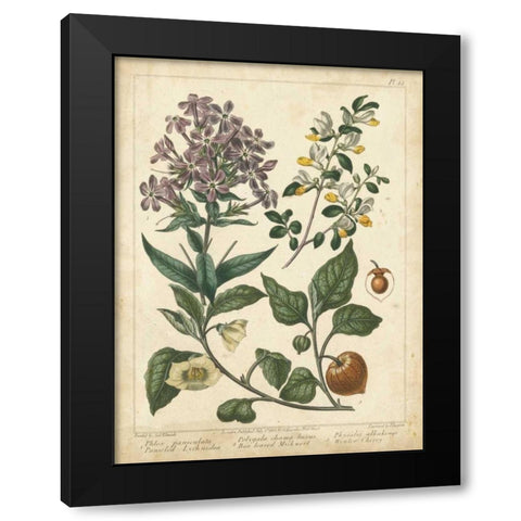 Non-Embellish Enchanted Garden II Black Modern Wood Framed Art Print with Double Matting by Edwards, Sydenham