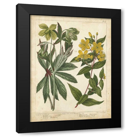 Non-Embellish Enchanted Garden III Black Modern Wood Framed Art Print by Edwards, Sydenham