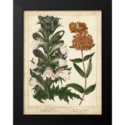 Non-Embellish Enchanted Garden IV Black Modern Wood Framed Art Print by Edwards, Sydenham