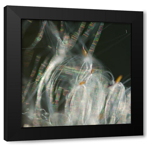 Fairy Dance I Black Modern Wood Framed Art Print with Double Matting by Hunt, Gillian