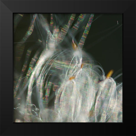 Fairy Dance I Black Modern Wood Framed Art Print by Hunt, Gillian