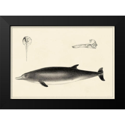 Antique Dolphin Study I Black Modern Wood Framed Art Print by Unknown