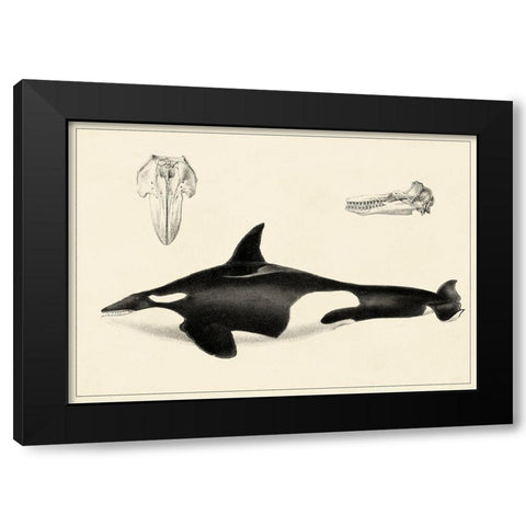 Antique Whale Study I Black Modern Wood Framed Art Print by Unknown