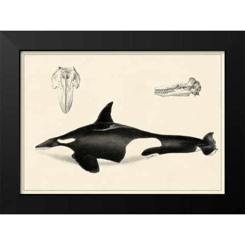 Antique Whale Study I Black Modern Wood Framed Art Print by Unknown