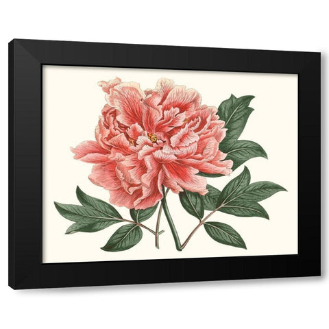 Peony Blush I Black Modern Wood Framed Art Print with Double Matting by Curtis
