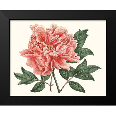 Peony Blush I Black Modern Wood Framed Art Print by Curtis
