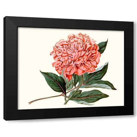 Peony Blush II Black Modern Wood Framed Art Print by Curtis