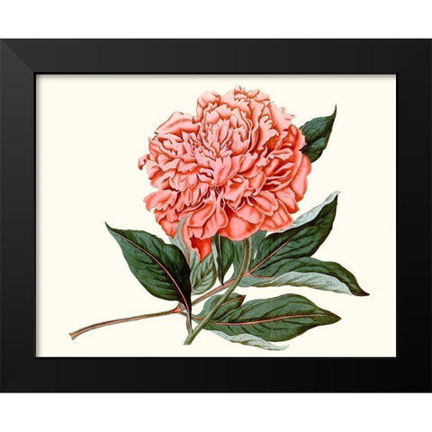 Peony Blush II Black Modern Wood Framed Art Print by Curtis