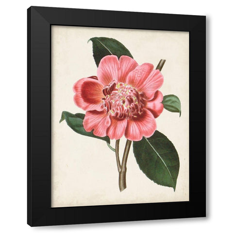 Carnelian Blooms I Black Modern Wood Framed Art Print by Curtis
