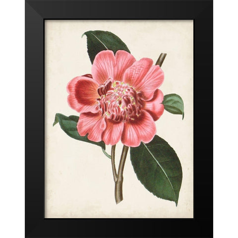Carnelian Blooms I Black Modern Wood Framed Art Print by Curtis