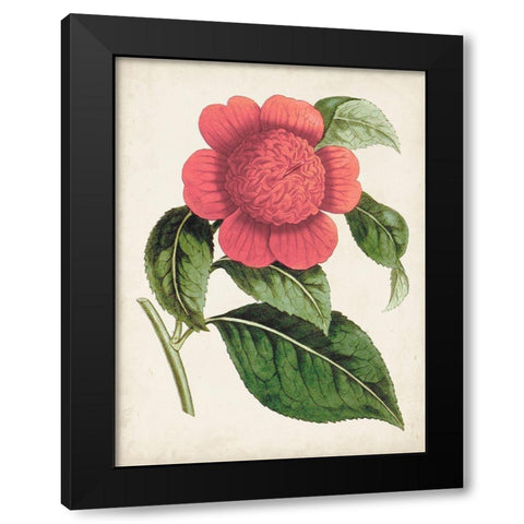 Carnelian Blooms II Black Modern Wood Framed Art Print by Curtis