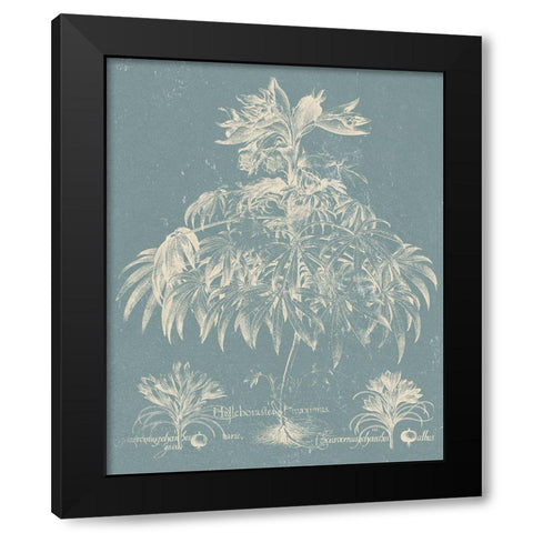 Delicate Besler Botanical I Black Modern Wood Framed Art Print with Double Matting by Vision Studio