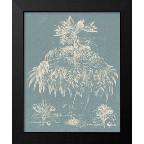 Delicate Besler Botanical I Black Modern Wood Framed Art Print by Vision Studio