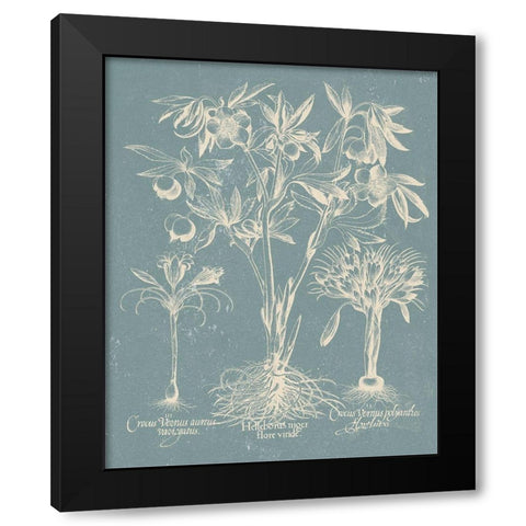 Delicate Besler Botanical II Black Modern Wood Framed Art Print with Double Matting by Vision Studio