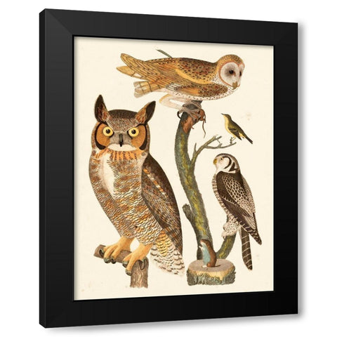 Wilson Owls I Black Modern Wood Framed Art Print with Double Matting by Wilson, Alexander