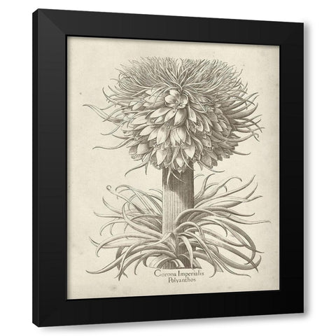 Fresco Crown Imperial I Black Modern Wood Framed Art Print by Vision Studio