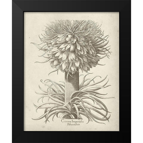 Fresco Crown Imperial I Black Modern Wood Framed Art Print by Vision Studio