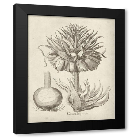 Fresco Crown Imperial II Black Modern Wood Framed Art Print with Double Matting by Vision Studio