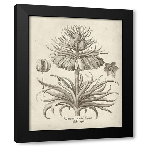 Fresco Crown Imperial III Black Modern Wood Framed Art Print with Double Matting by Vision Studio