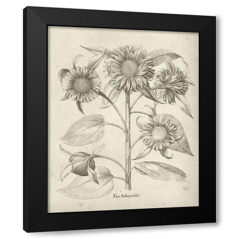 Fresco Sunflower II Black Modern Wood Framed Art Print with Double Matting by Vision Studio