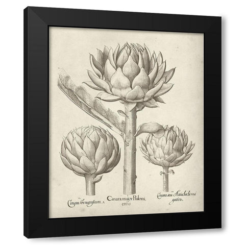 Fresco Artichoke II Black Modern Wood Framed Art Print with Double Matting by Vision Studio