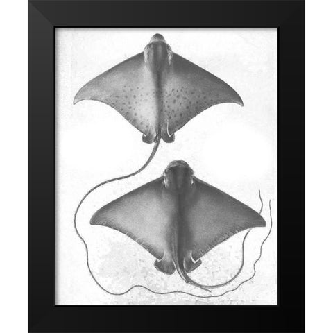 Grey-Scale Stingrays I Black Modern Wood Framed Art Print by Studio W