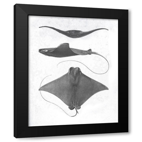 Grey-Scale Stingrays II Black Modern Wood Framed Art Print with Double Matting by Studio W
