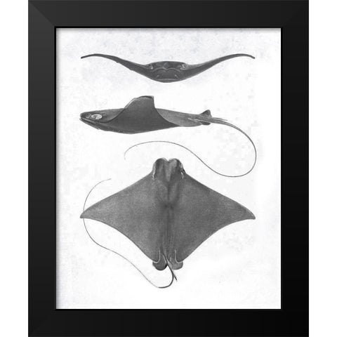 Grey-Scale Stingrays II Black Modern Wood Framed Art Print by Studio W