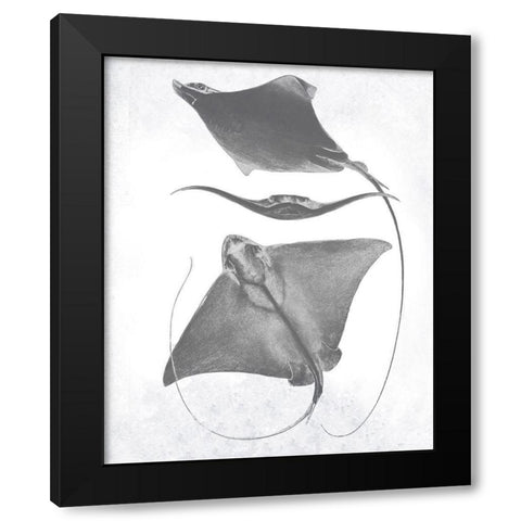 Grey-Scale Stingrays III Black Modern Wood Framed Art Print by Studio W