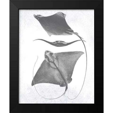 Grey-Scale Stingrays III Black Modern Wood Framed Art Print by Studio W