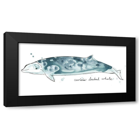 Cetacea Cuviers Beaked Whale Black Modern Wood Framed Art Print with Double Matting by Vess, June Erica