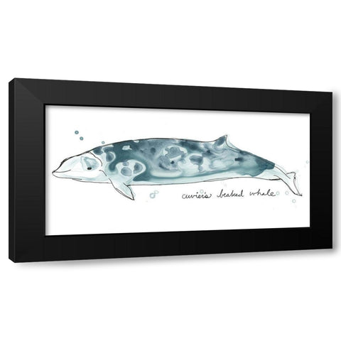 Cetacea Cuviers Beaked Whale Black Modern Wood Framed Art Print with Double Matting by Vess, June Erica