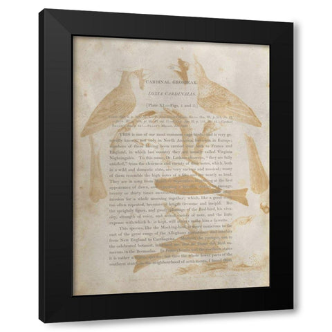 Ornithology Impressions IV Black Modern Wood Framed Art Print by Wilson, Alexander